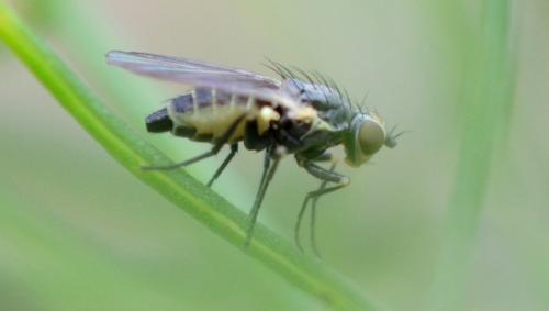 Phytomyza gymnostoma