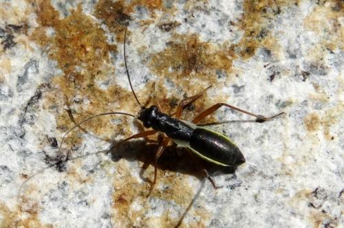 Pithanus maerkelii