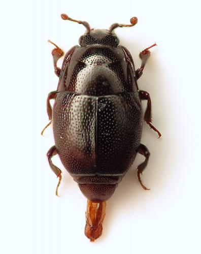 Plegaderus saucius