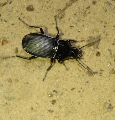 Réf. 144 522 : Abax parallelepipedus