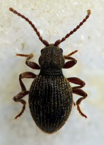 Pseudeurostus frigidus