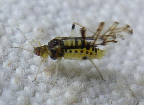Panaphis juglandis