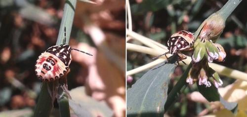 Carpocoris sp.
