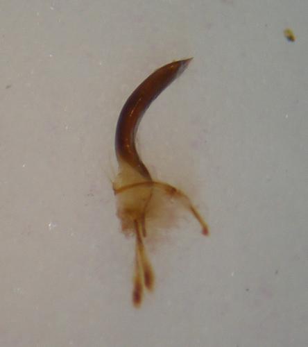 Cleopomiarus sp.