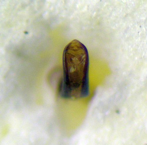 Cleopomiarus sp.