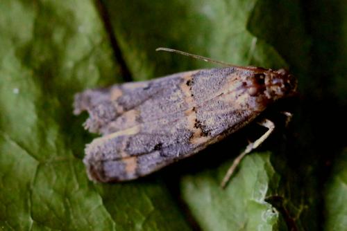 Khorassania compositella