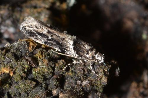 Recurvaria nanella