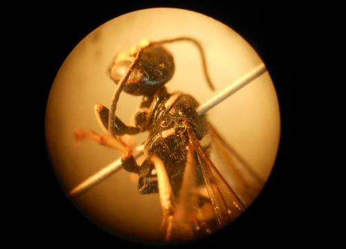 Gorytes planifrons