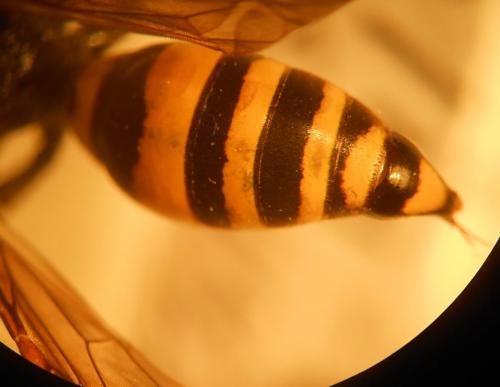 Gorytes planifrons