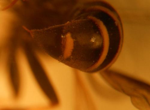 Réf. 144 302 : Gorytes planifrons