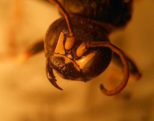Réf. 144 301 : Gorytes planifrons
