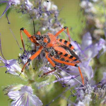 Rhynocoris sp.
