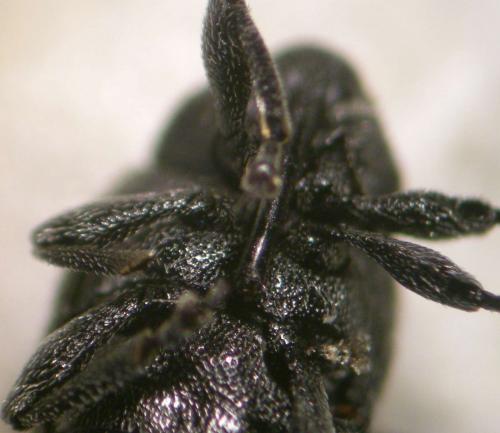 Cleopomiarus sp.