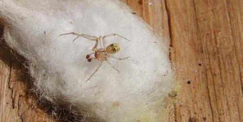 Theridion varians