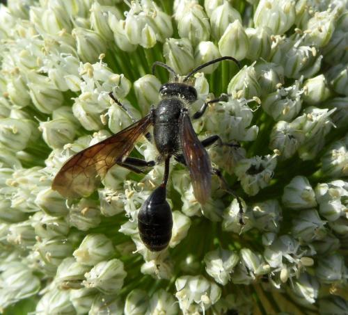 Isodontia mexicana