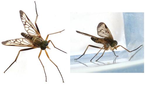 Rhagio strigosus
