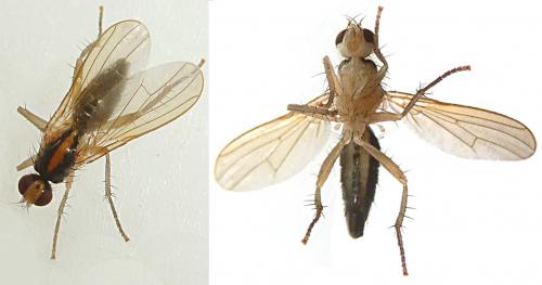 Cordilura albipes