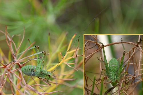 Phaneroptera sp.