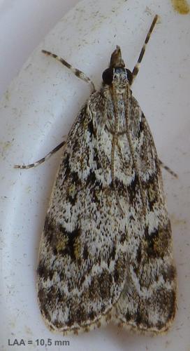 Réf. 144 151 : Scoparia basistrigalis