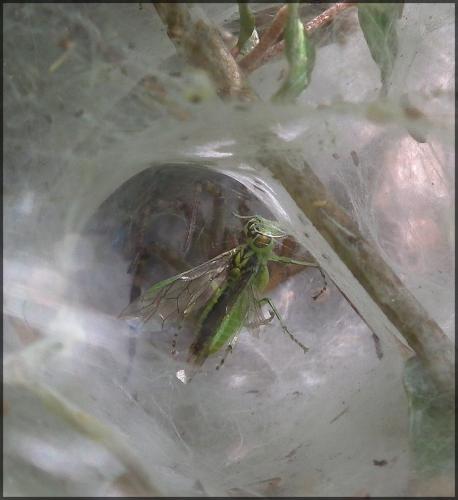 Rhogogaster sp.