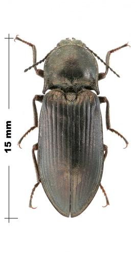 Selatosomus latus