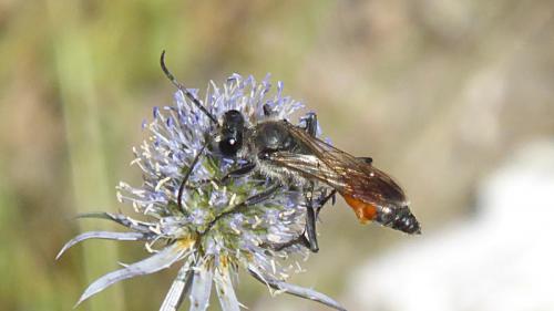 Sphex funerarius