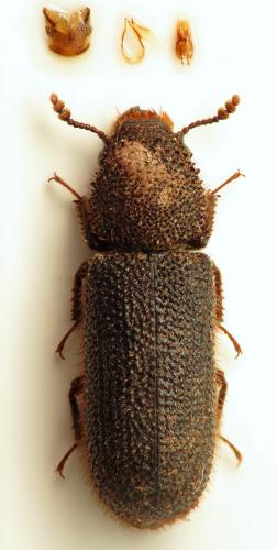 Stephanopachys substriatus