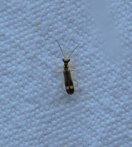 Malthinus seriepunctatus
