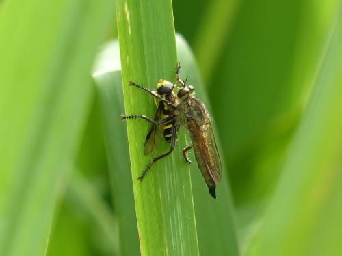 Machimus sp.