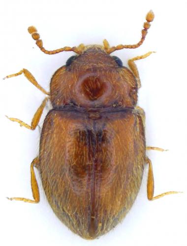 Symbiotes gibberosus