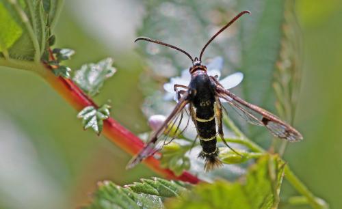 Synanthedon sp.
