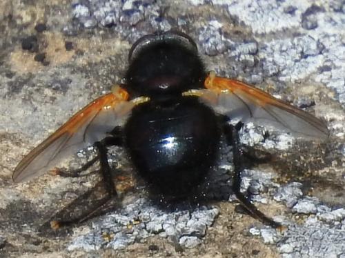 Réf. 144 457 : Mesembrina meridiana