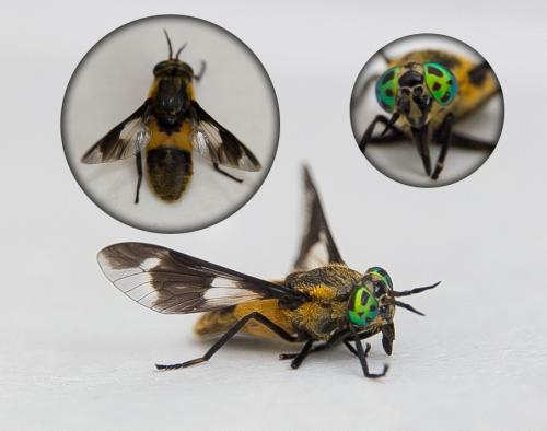 Réf. 144 103 : Chrysops caecutiens