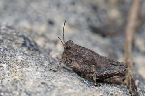 Tetrix tenuicornis