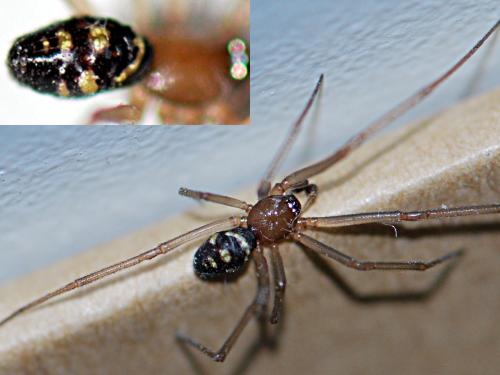 Steatoda grossa
