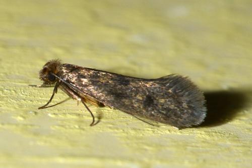 Réf. 144 885 : Tinea sp.