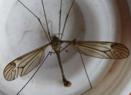Réf. 144 425 : Tipula sp.