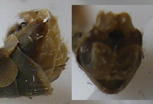 Tipula sp.