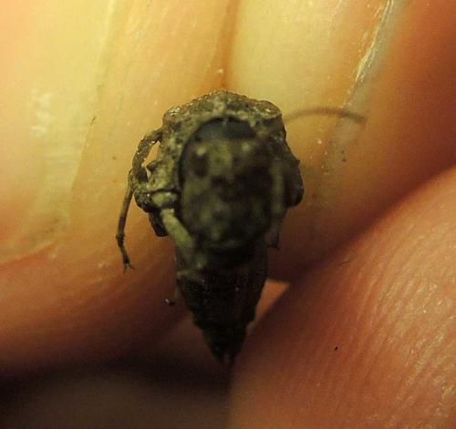 Tetrix bolivari