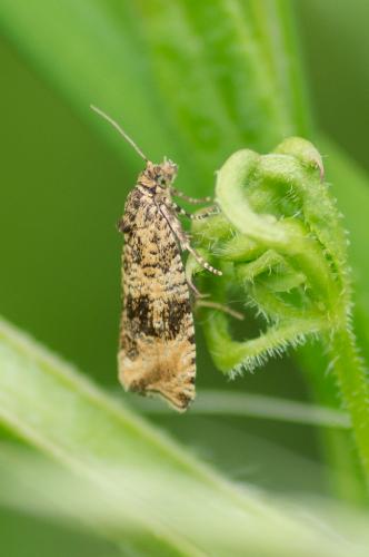 Celypha lacunana
