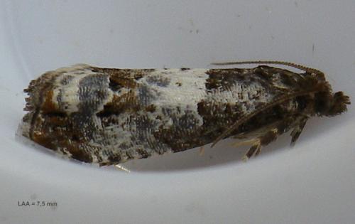 Réf. 144 154 : Notocelia trimaculana