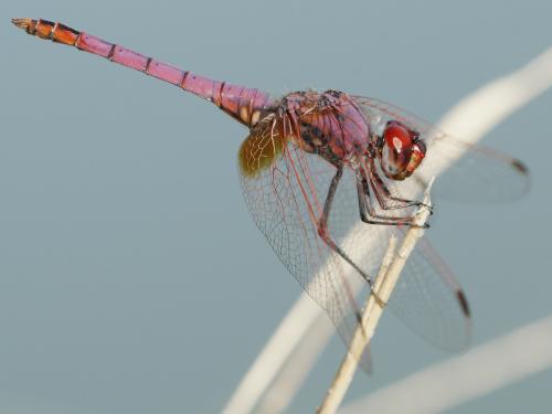 Réf. 144 943 : Trithemis annulata