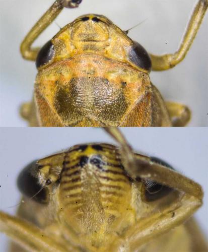 Philaenus spumarius