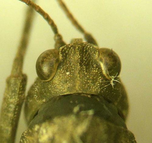Tetrix bolivari