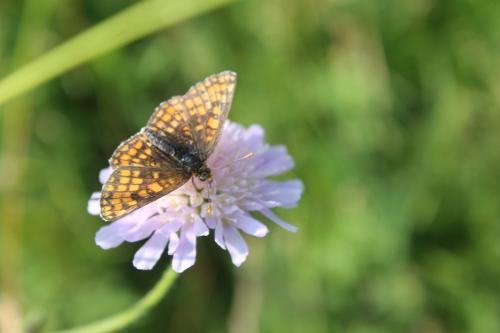 Melitaea aurelia