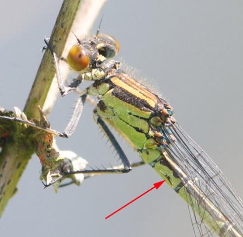 Erythromma najas