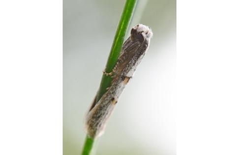 Réf. 144 372 : Symmocoides oxybiella