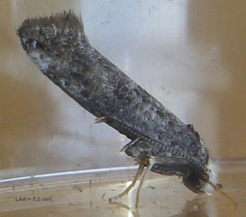 Paraswammerdamia nebulella