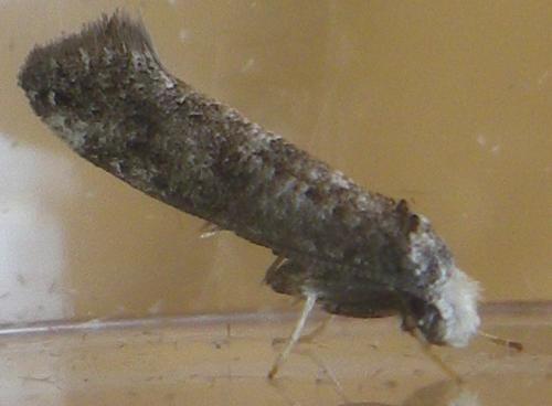 Paraswammerdamia nebulella