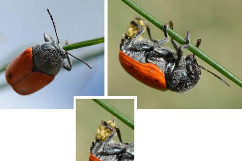 Cryptocephalus sexmaculatus